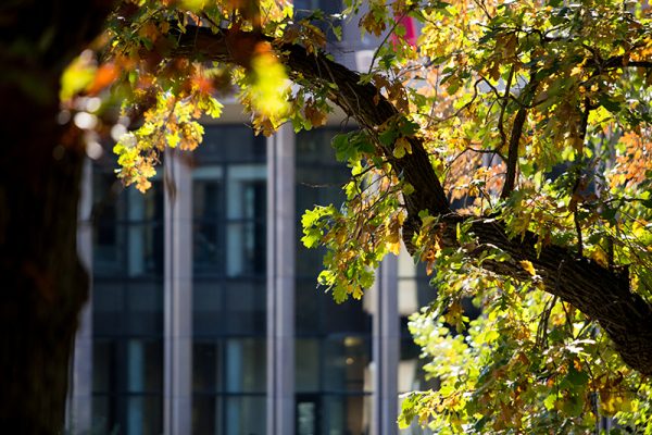 Tree branch with leaves glistening in sunlight.