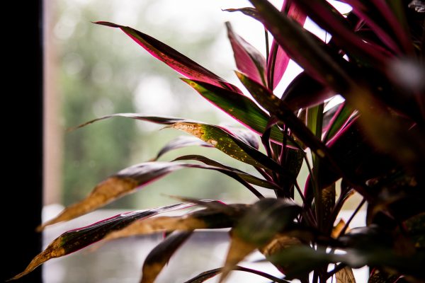 Close up of a plant